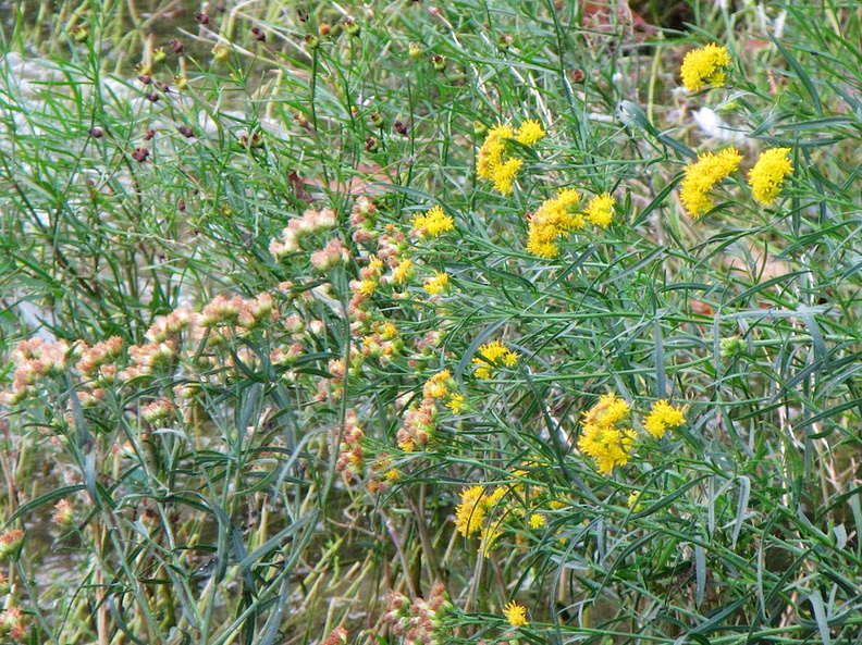 Cliff Pond IMG_4047.jpg